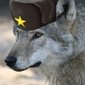 Milosh the Russian Wolf's picture
