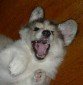 pierogidog's picture